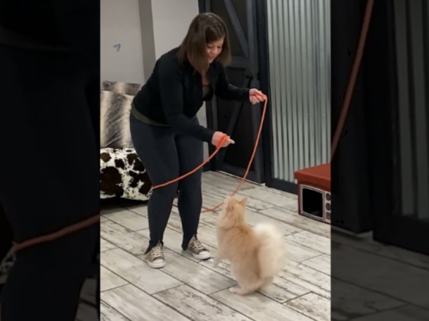 Macja tregon aftësitë e saj në kërcimin me litar, thyen rekordin botëror Guinness