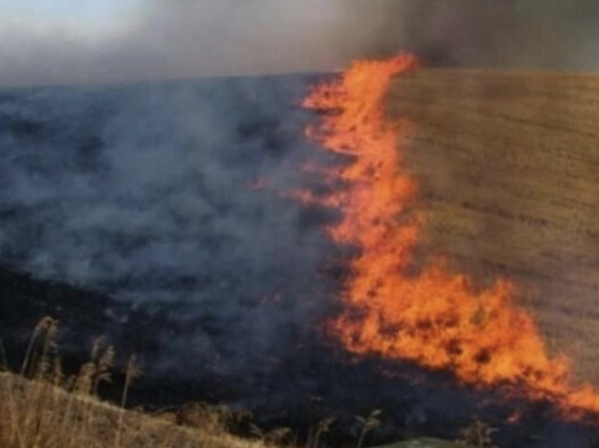 Burrit në Obiliq ia djegin arën, i dëmtohen 1200 trupa të arrave