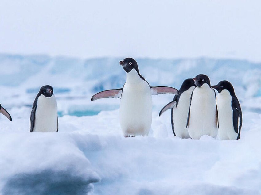 Ndryshimet klimatike po vrasin pinguinët, mijëra prej tyre u mbyten nga shkrirja e akullit të Antarktidës