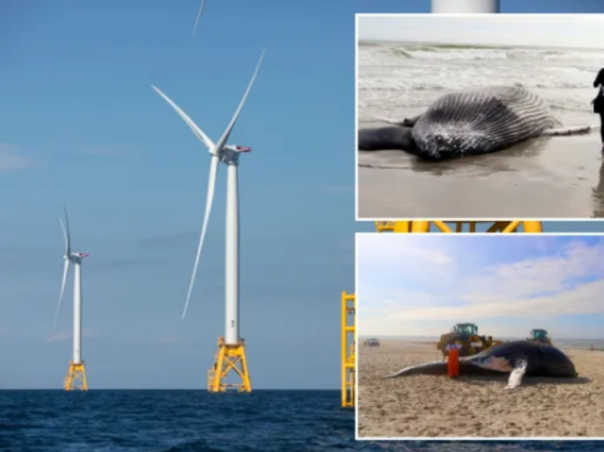 Turbinat detare të energjisë së erës po vrasin balenat e delfinët, provon dokumentari në SHBA 