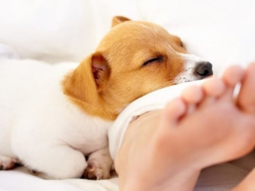 Të flesh me qenin, përfitimet terapeutike dhe jo