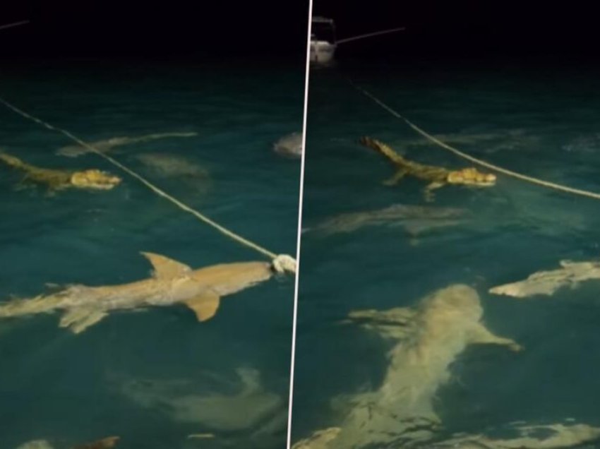 Tufa e peshkaqenëve rrethojnë krokodilin në ujërat e Australisë, njëri prej tyre e kafshoi në këmbë – reptili i kundërpërgjigjet