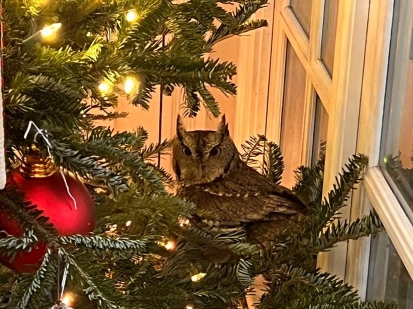 Një familje zbulon se një hut jeton në pemën e tyre të Krishtlindjeve
