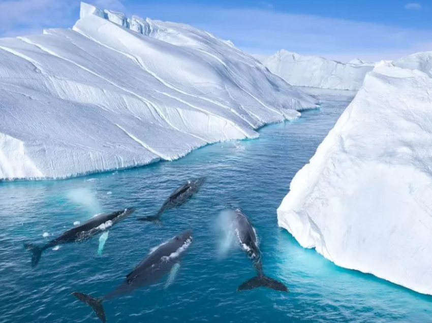 Studimi: Tingujt polarë që nuk janë dëgjuar kurrë më parë
