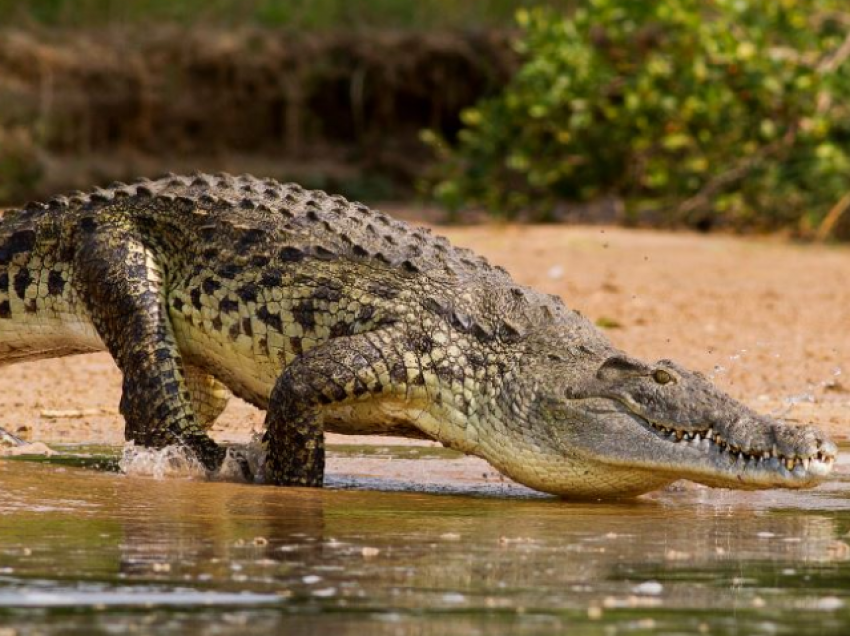 Po mblidhte vezë, burri sulmohet nga një krokodil në Australi
