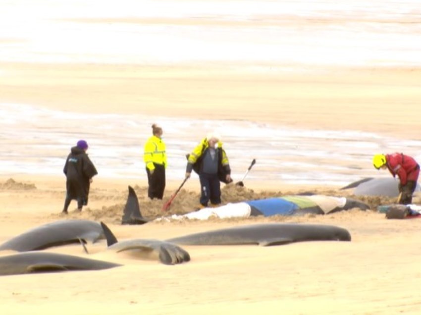 U bllokuan në breg të detit, më shumë se 50 balena kanë ngordhur