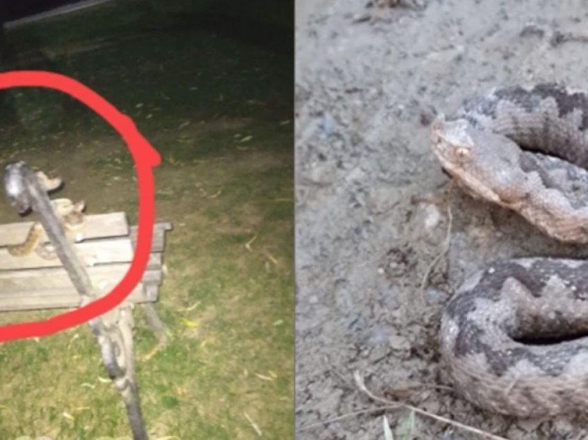 Në Parkun e Gërmisë gjatë javës është parë gjarpri më helmues në Evropë