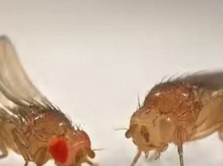 Shkencëtarët zbulojnë sekretin e lindjes së virgjër te një insekt