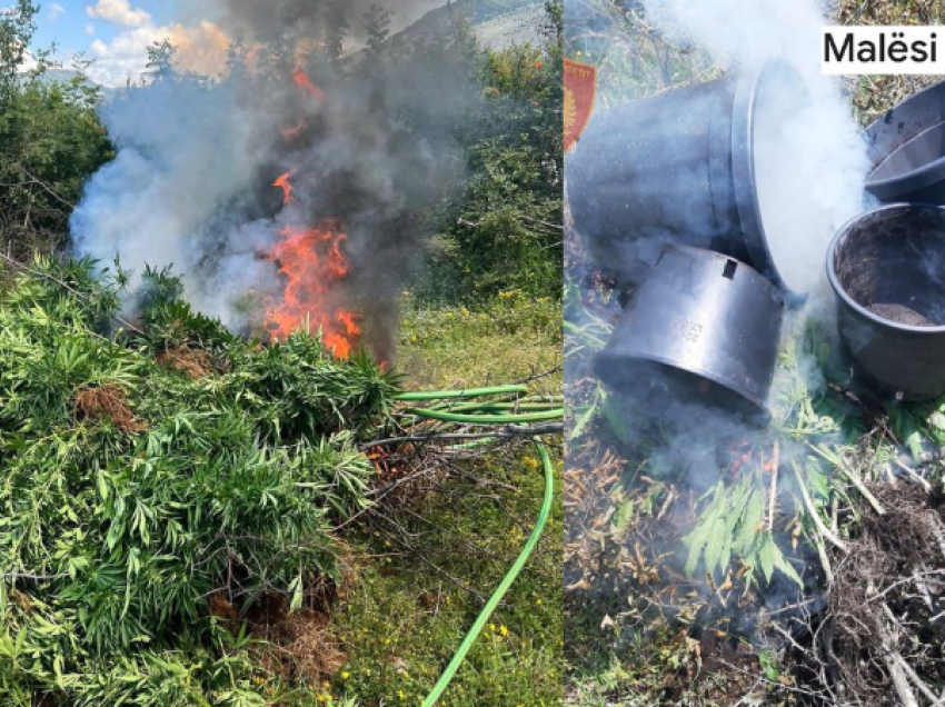 Zbulohen 116 bimë kanabisi në fshatin Vukpalaj të Malësisë së Madhe, një i arrestuar