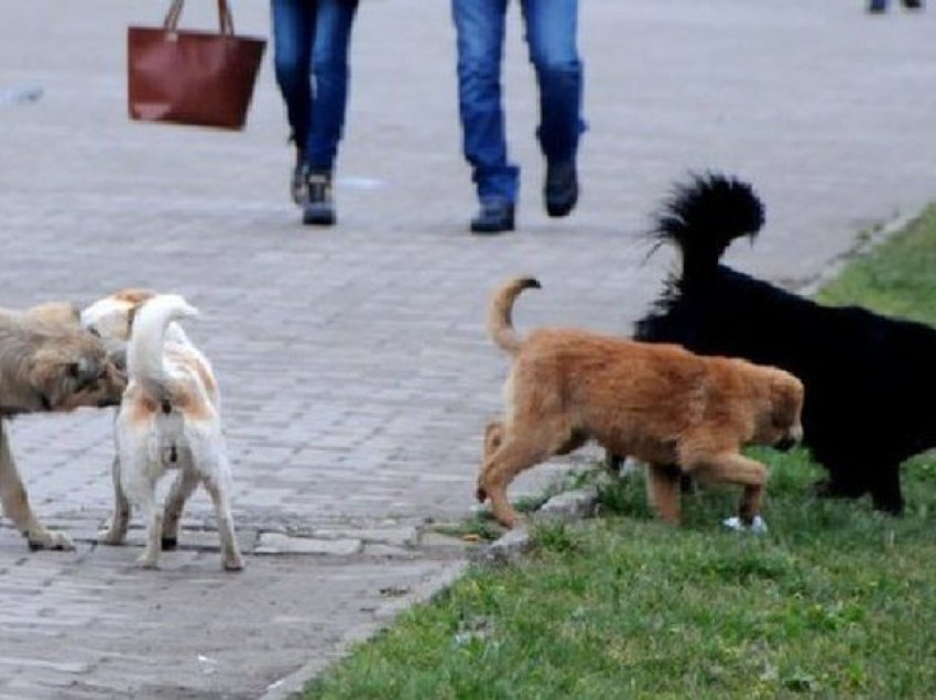 “Po i helmojnë”, qytetarët dhanë alarmin për qentë e rrugëve në Korçë, ja çfarë pretendon bashkia