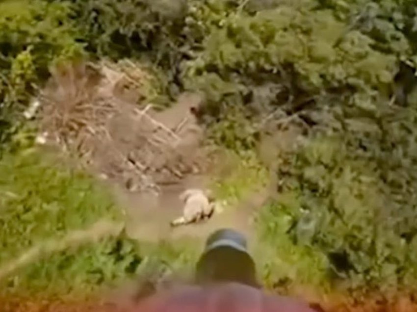 Menduan se mund t’i ikin dronit ukrainas duke vrapuar në pyje, u gabuan rëndë rusët – e pësuan keq