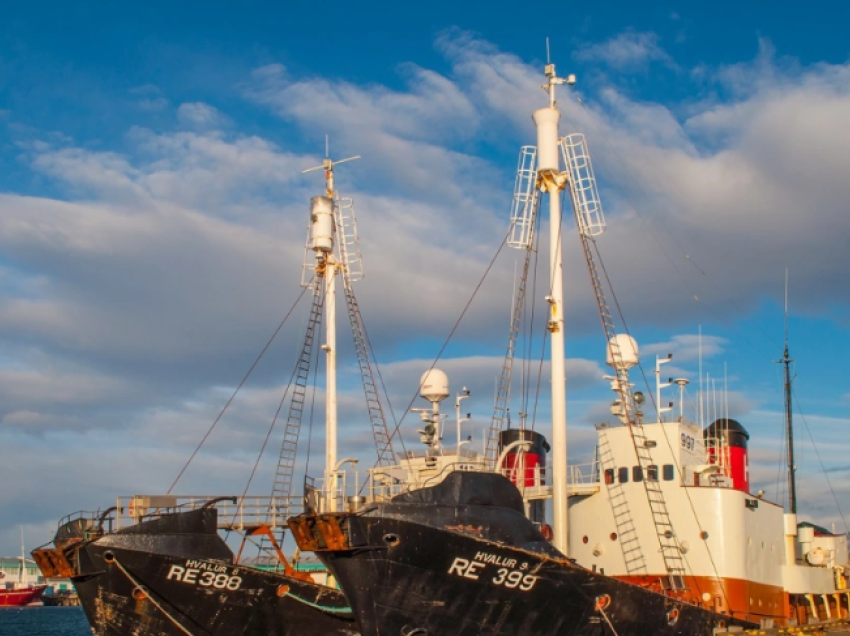 Islandë, qeveria ndalon gjuetinë e balenave deri në fund të gushtit