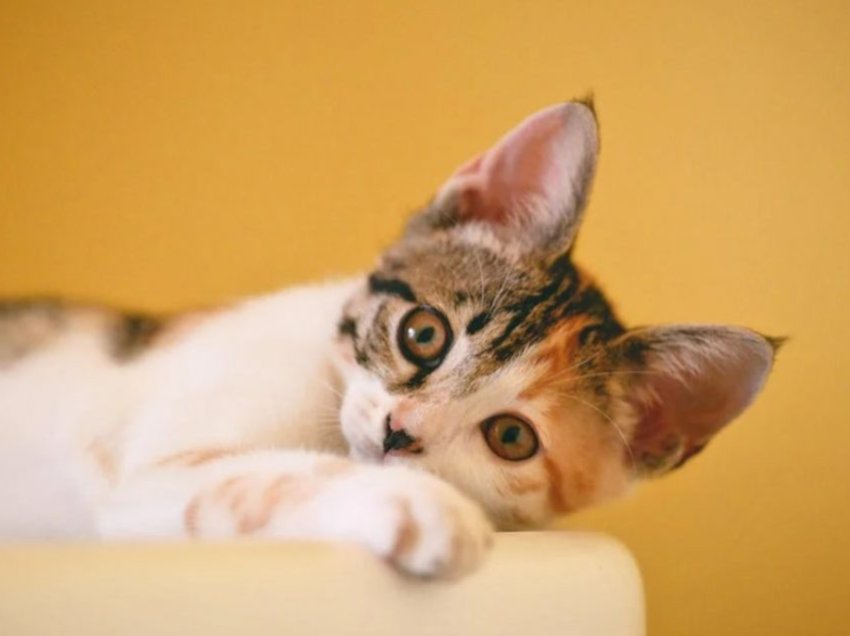 Tingujt që macet i adhurojnë: I shijojnë këto tone dhe për to janë qetësuese