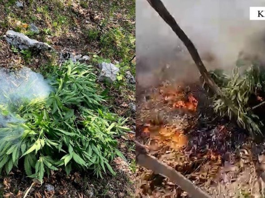“Territor i pastër”/ Asgjësohen 887 bimë narkotike në Fushë Krujë, në kërkim autorët