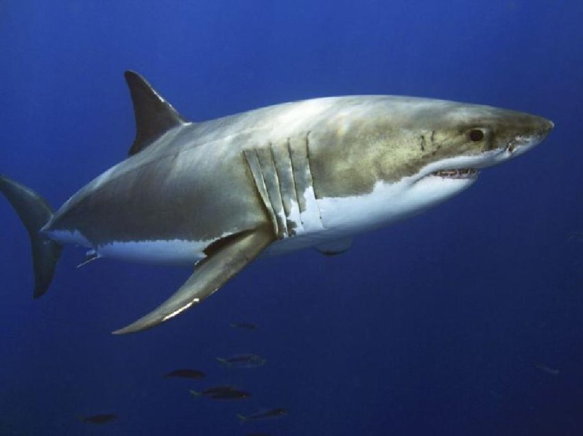 Eksperti tregon se çfarë duhet të bëni nëse shohim një peshkaqen në plazh