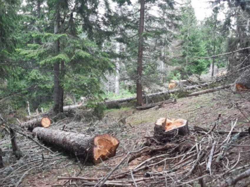 Ndërpritet prerja e drunjve në pyllin e fshatit Sfillare të komunës së Sarajit