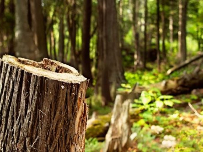 E zuri pema derisa po priste dru në mal, vdes një 42-vjeçar në Berat