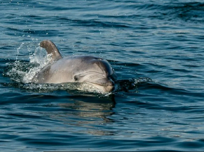 Aktivitetet ushtarake ruse vrasin delfinët, mbi 100 gjallesa të ngordhura përgjatë brigjeve të Krimesë