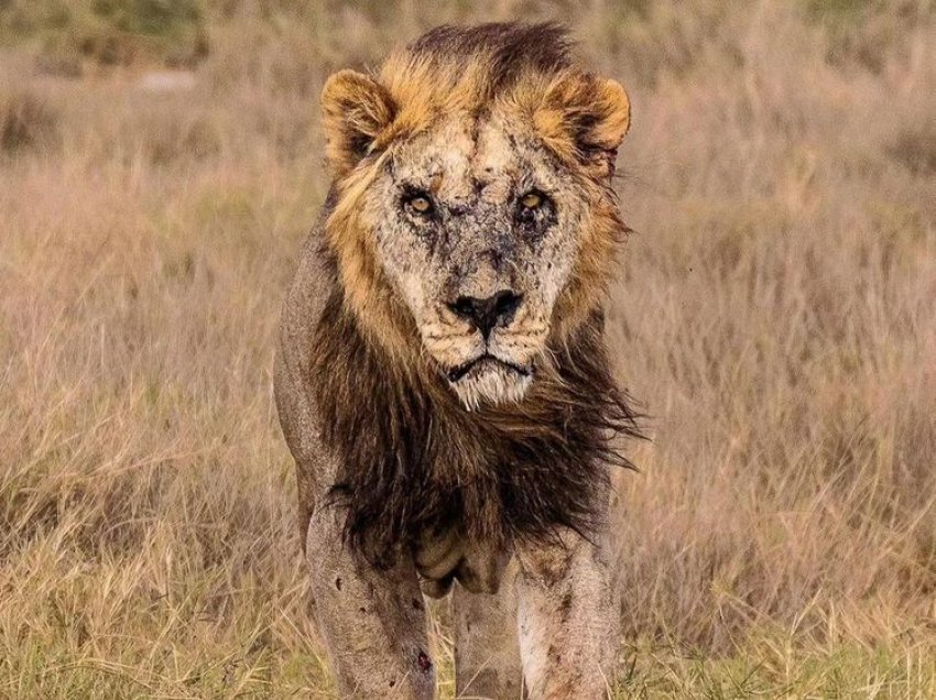 Vritet njëri nga luanët më të vjetër në botë