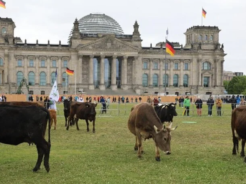 Gjermani, ambientalistët kullosin lopët në kopshtin e parlamentit