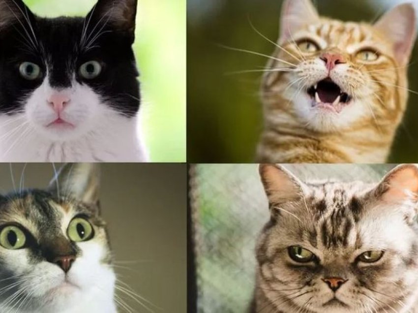Macet kanë rreth 300 shprehi fytyre, çfarë fshihet pas tyre