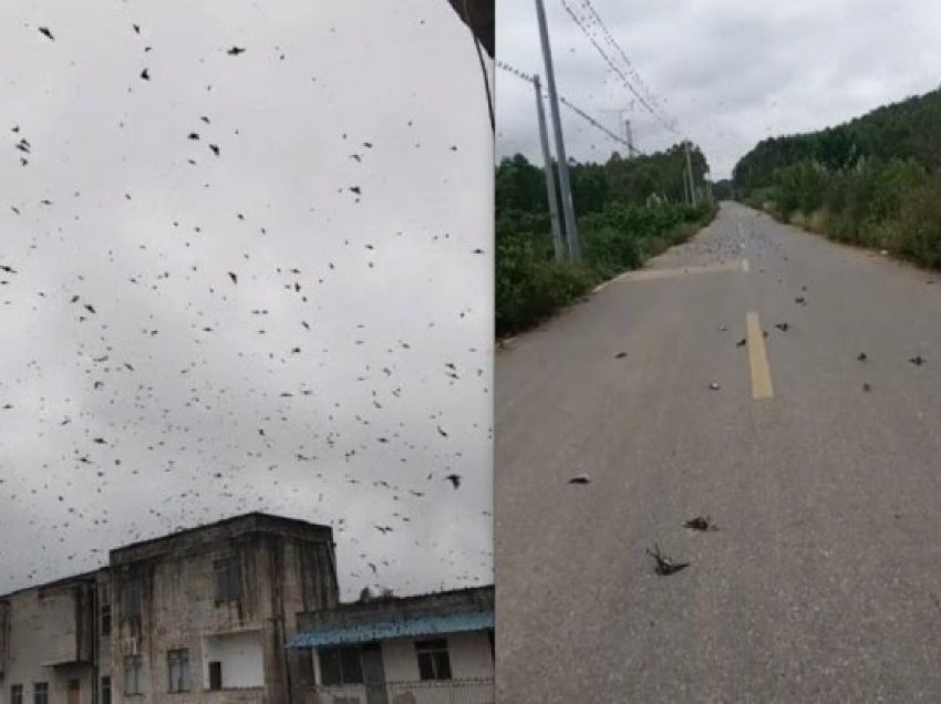 Skena apokaliptike në Kinë: Qindra zogj të ngordhur bien nga qielli