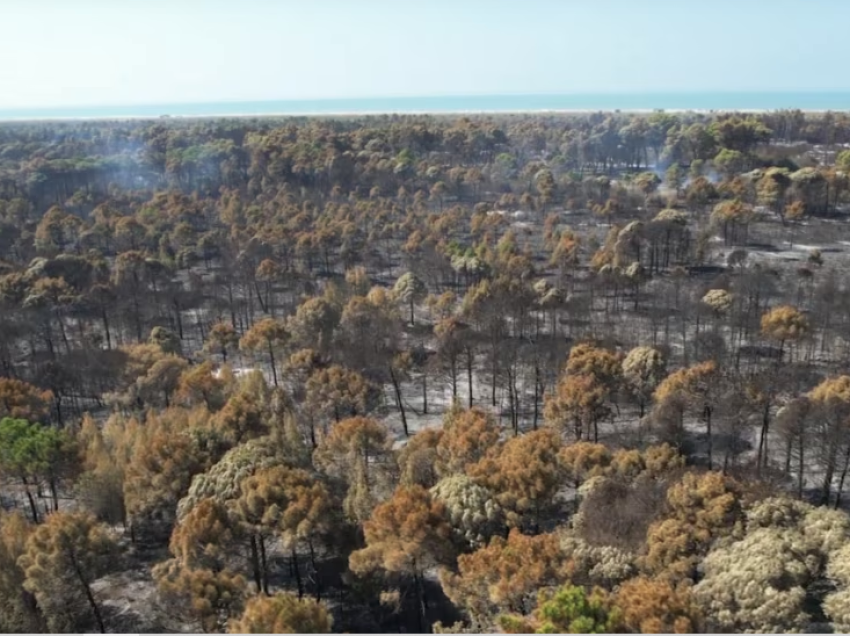 Zjarret në zonën e mbrojtur në Fier, digjen 700 hektarë