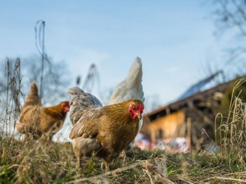 Afrika e Jugut vret 7.5 milionë pula në përpjekje të frenojë shpërthimin e gripit të shpendëve
