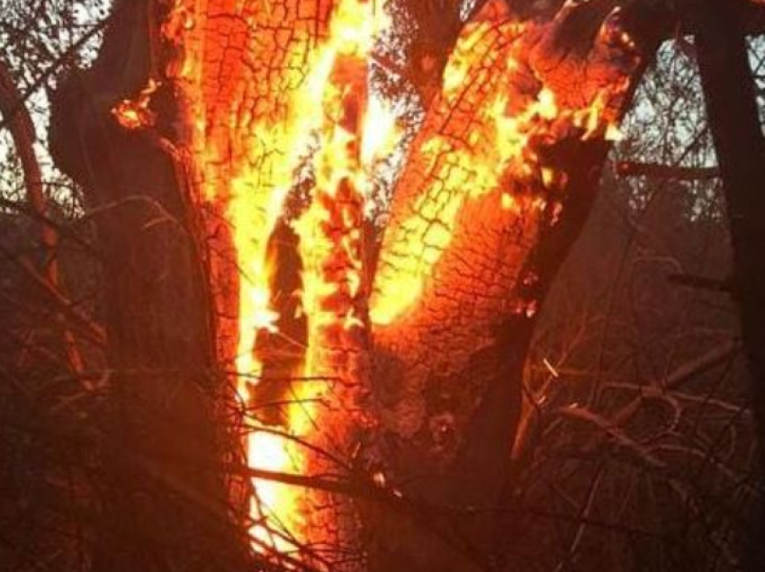 Ndezi zjarr për mbeturinat, por dogji 20 ha tokë dhe 500 rrënjë ullinj, arrestohet 60-vjeçari në Fier
