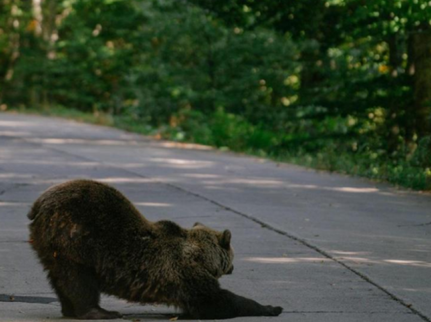 Rumania e pavendosur si të veprojë për popullatën gjigante të arinjve të murrmë 