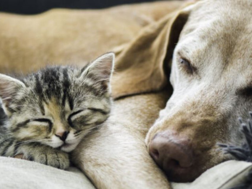 Studimi: Njerëzit kujdesen më shumë për qentë e tyre sesa për macet