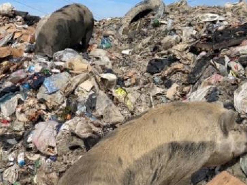 Buka nxirret nga mbeturinat! Në Vlorë, punëtorët e landfillit që po helmon qytetin