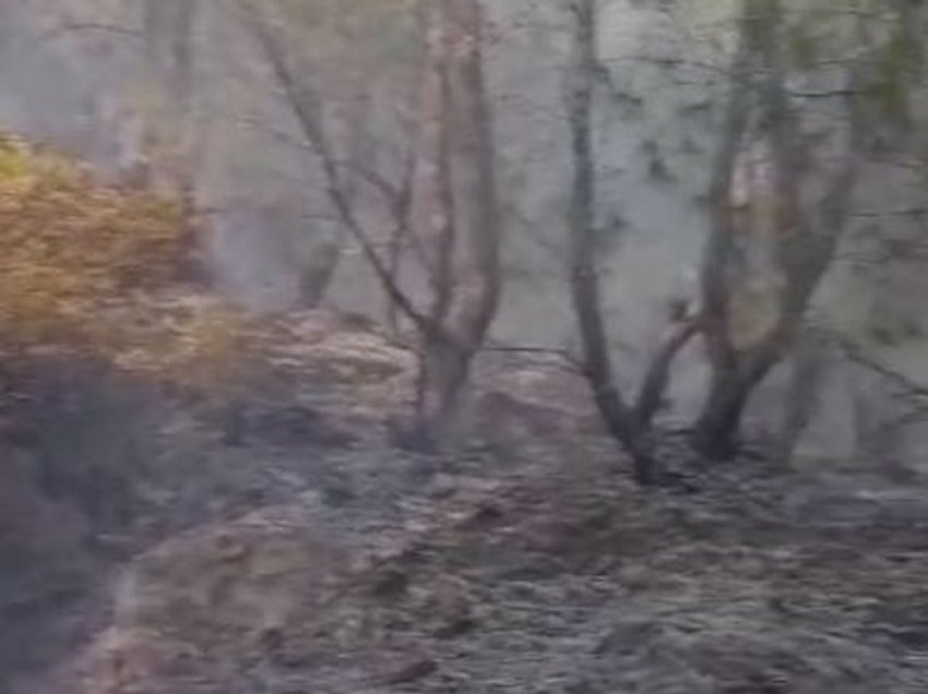 Zjarr në pyllin me pisha në Berat, nis beteja për shuarjen e flakëve