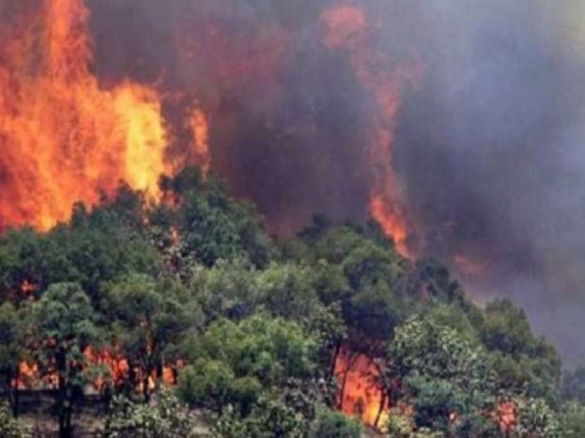 Zjarr masiv në Elbasan, digjen sipërfaqe të mëdha me ullinj dhe shkurre