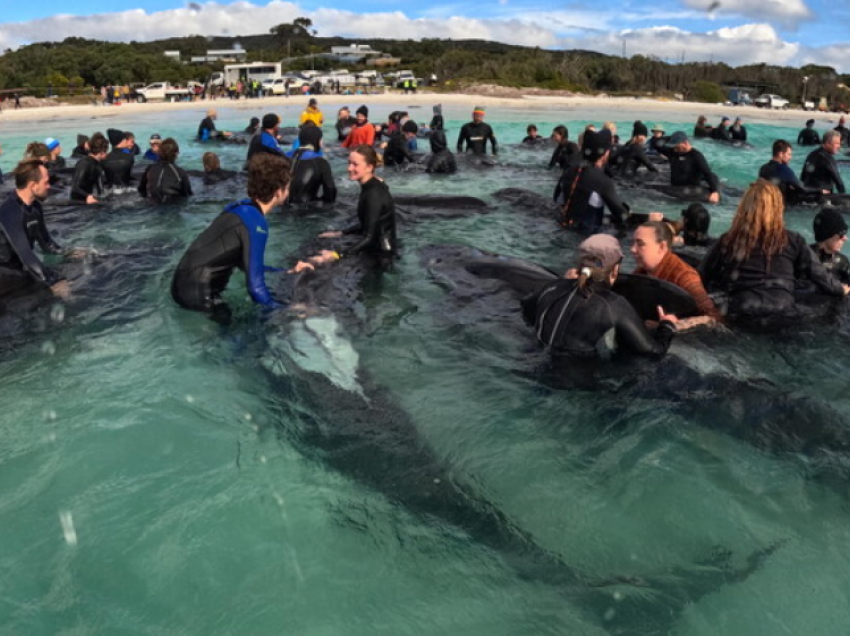 Australia ndalon shpërthimet nënujore: Janë vdekjeprurëse për balenat