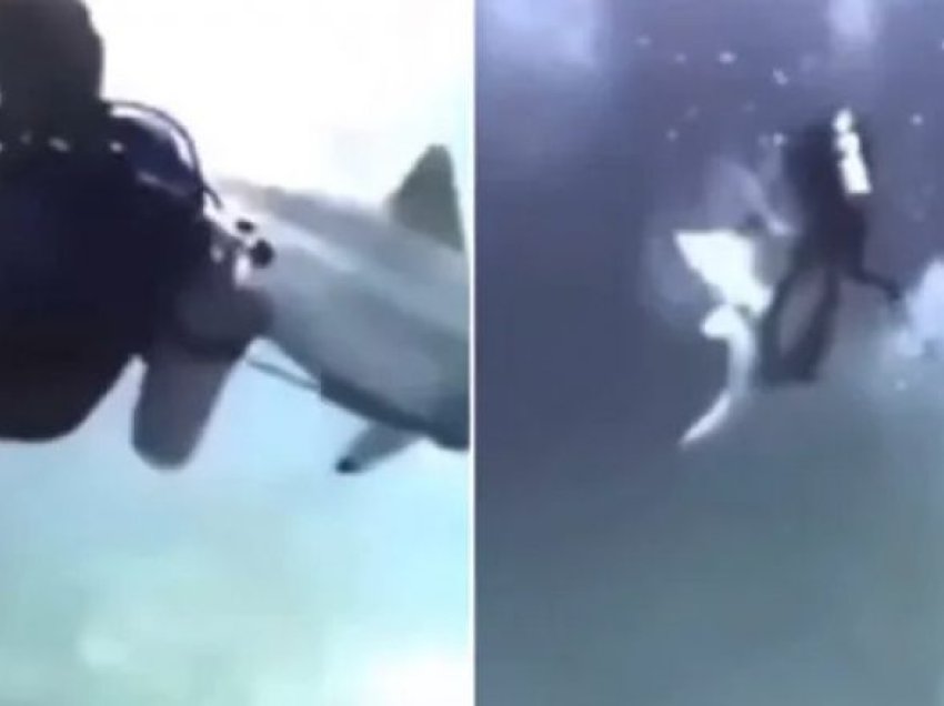 Peshkaqeni sulmon grupin e zhytësve, pamjet dramatike nga Maldivet – grabitqari futet mes turistëve