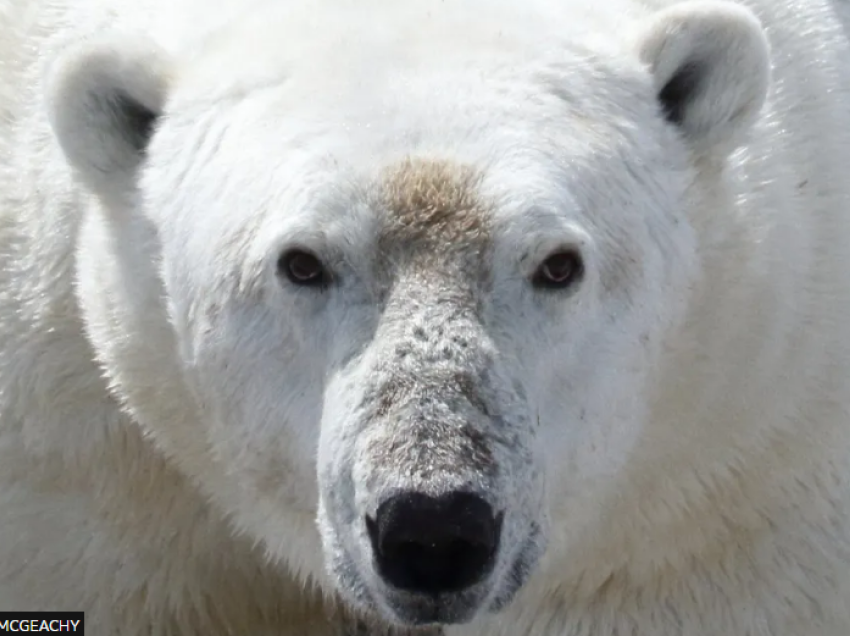 Arinjtë polarë përballen me kërcënimin e urisë ndërsa akulli shkrihet nga ngrohja globale