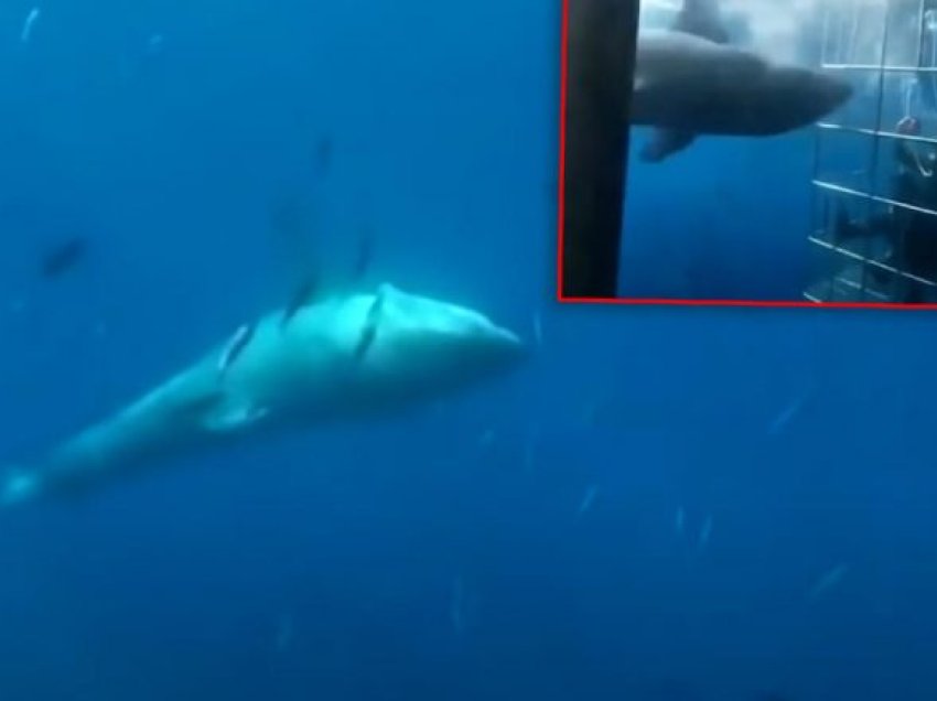 Peshkaqeni gjigant tentoi të futet në kafazin e zhytësve në brigjet e Meksikës, e pëson me jetë – i ngec koka në shufrat e metalta
