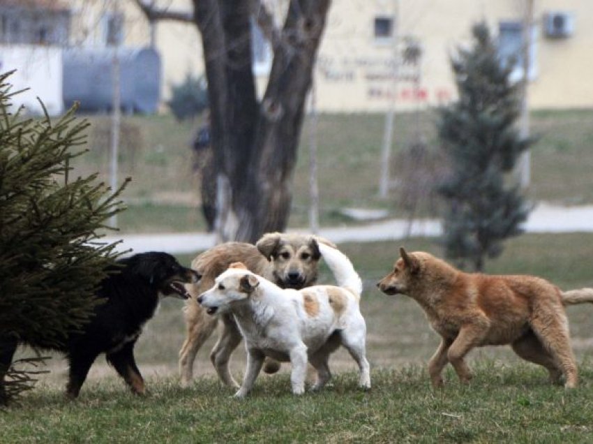 Në 24 orët e fundit në Maqedoninë e Veriut janë raportuar nëntë kafshime qensh