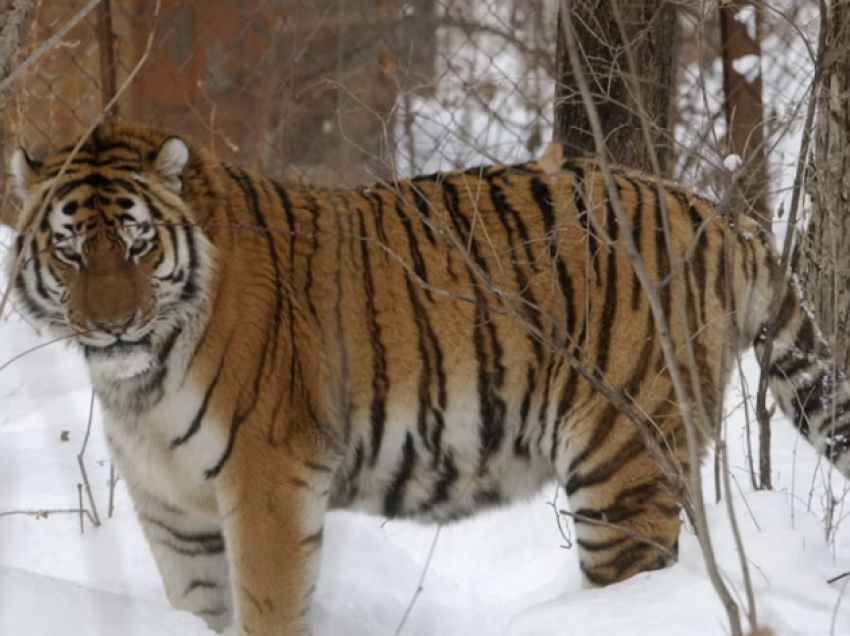 Pas fushatës së mbrojtjes e shtimit, tigrat siberianë po sulmojnë njerëzit në lindje të Rusisë 