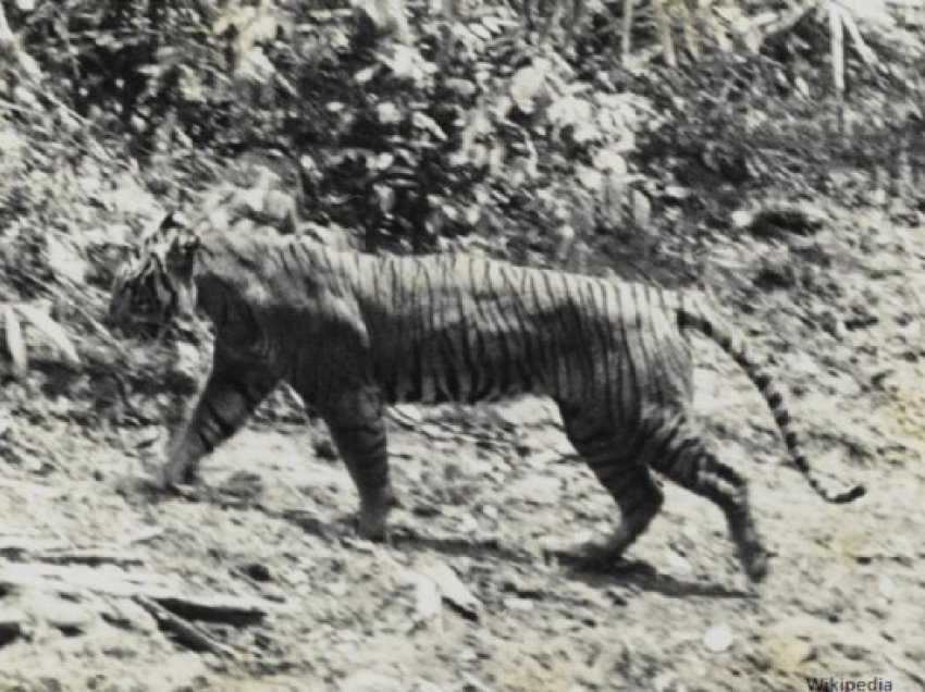 ​A është tigri Javan ende në natyrë, Indonezia në kërkim të provave