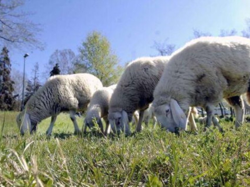 Banorët e një fshati në Francë regjistrojnë katër dele në shkollë pas vendimit të qeverisë për të…