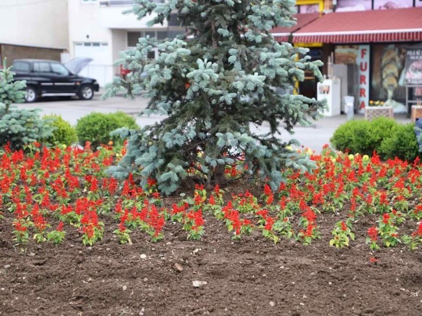 Fillon mbjellja e luleve dhe drunjve dekorativ në hapësirat publike në Vushtrri