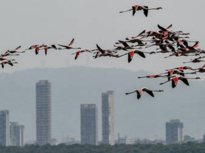 Avioni pasagjerëve vret 30 flamingo me një goditje të vetme gjatë uljes në Indi