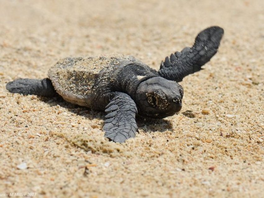 A e dinit që sot është Dita Botërore e Breshkave të Detit?
