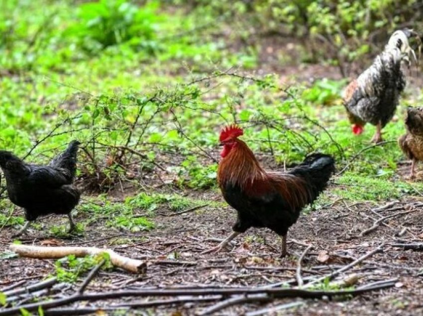 Banorët e një fshati në Angli në hall nga pulat, ankohen edhe në “nivele të larta të pushtetit”